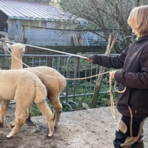 Canne d'éducation et le livre THE CAMELID COMPANION