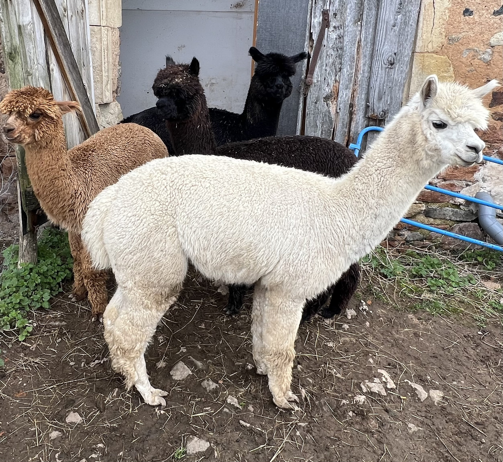 Aubepierre annonce vente