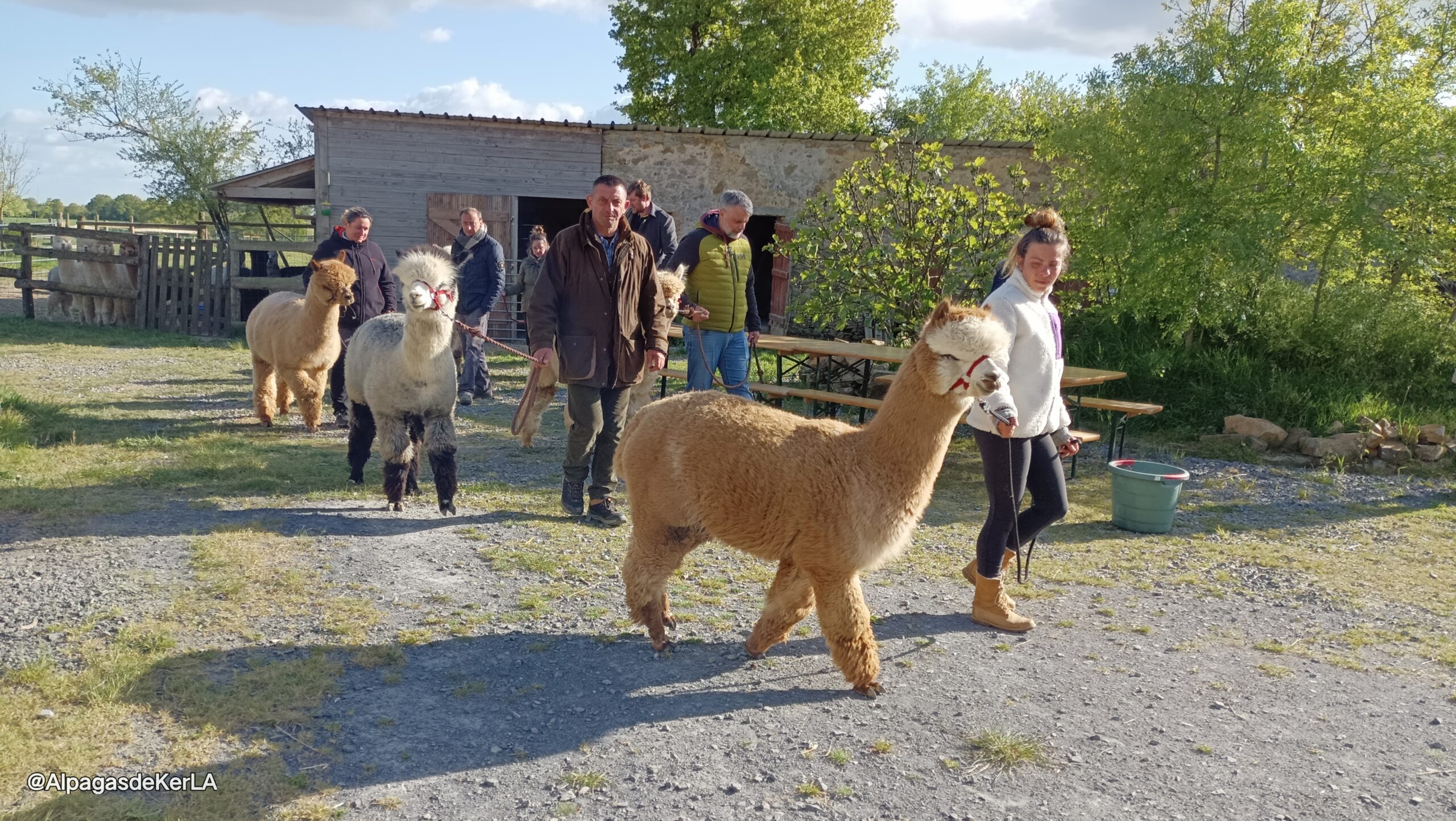 Stage découverte approfondie des alpagas – 2 jours