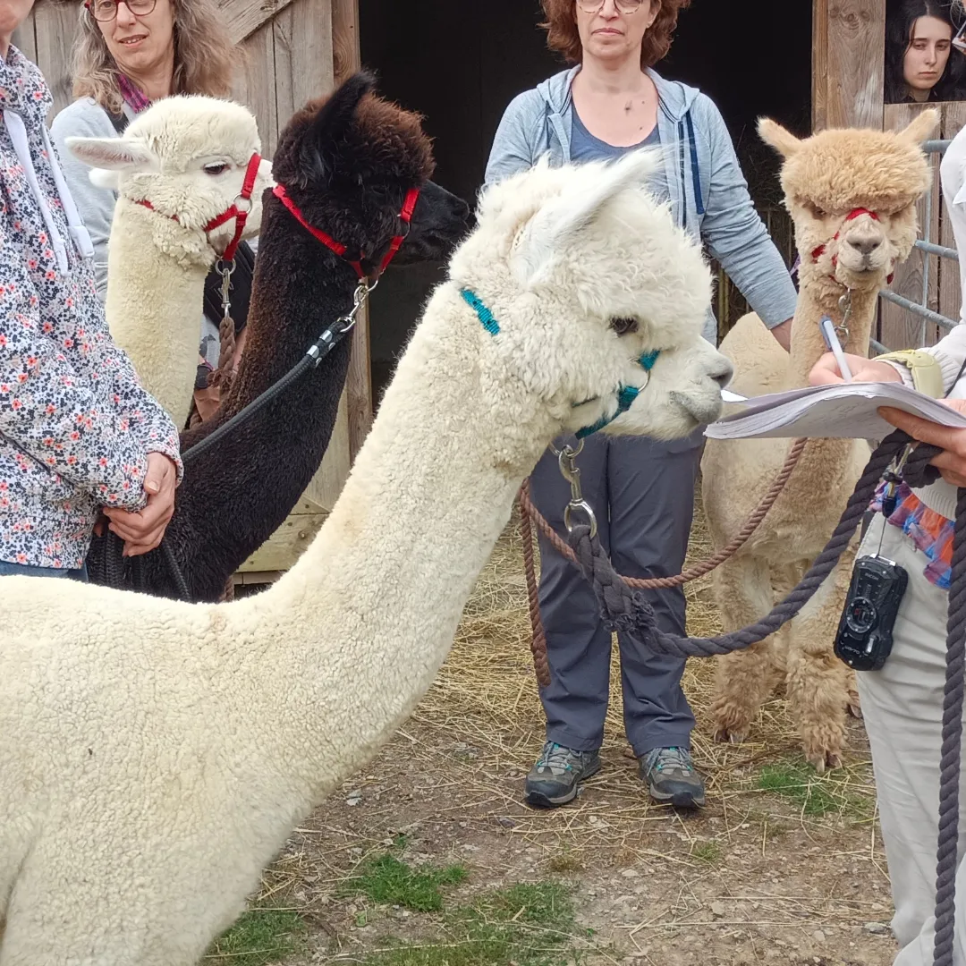 IMG_20240723_000804_097