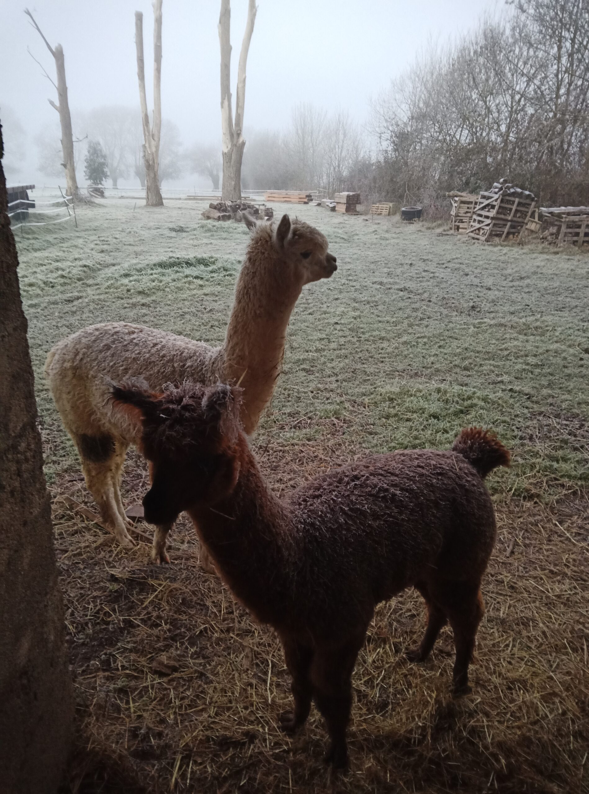 IMG_20260103_084607_413