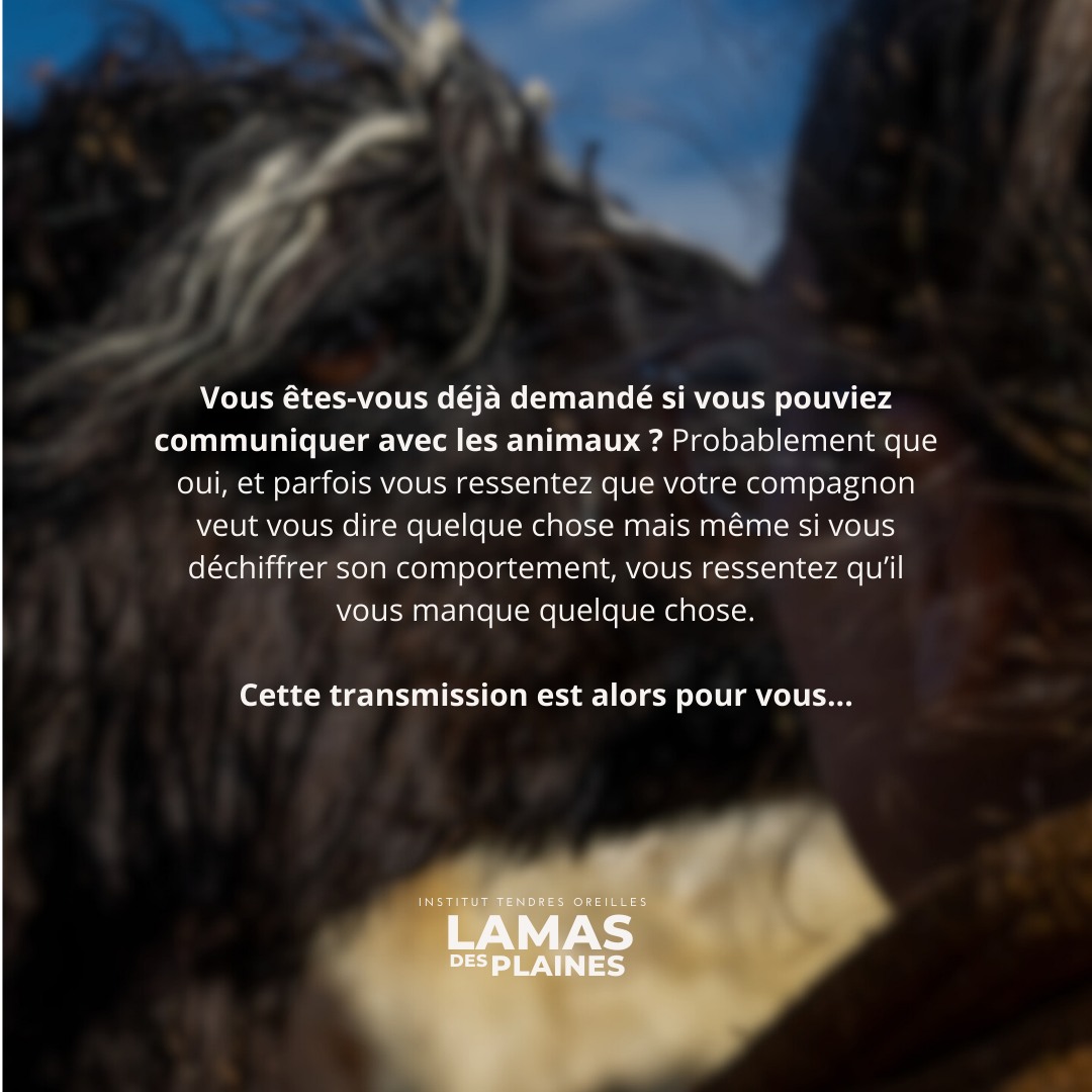 Communication animale