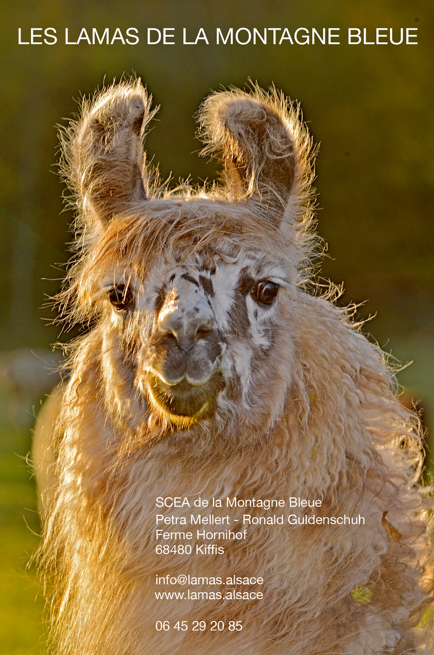 Les Lamas de la Montagne Bleue