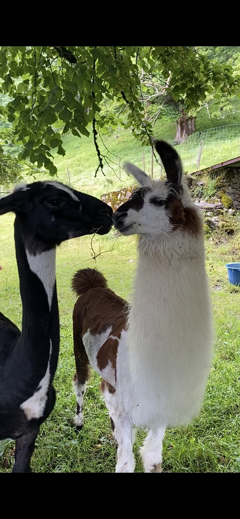 Les lamas des Orgues