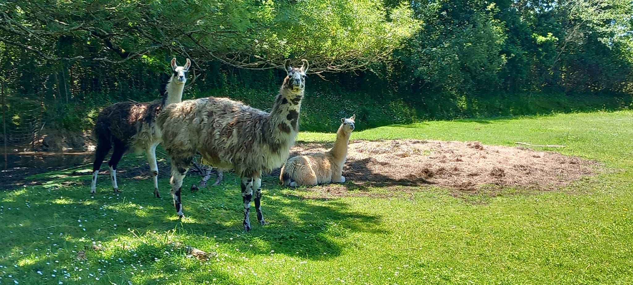 Les z’animaux de Babou