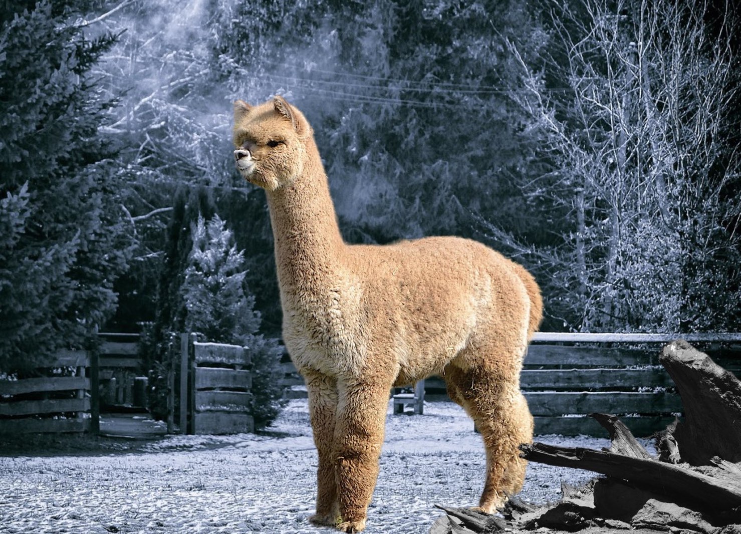 ALPACAS O’PEYROUX