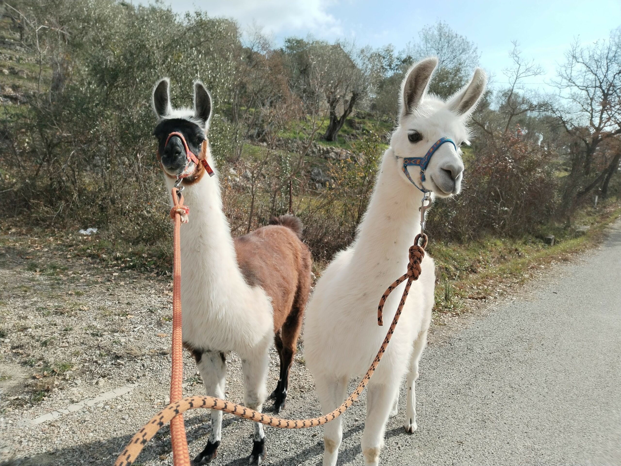 IMG_20230217_105817_Original