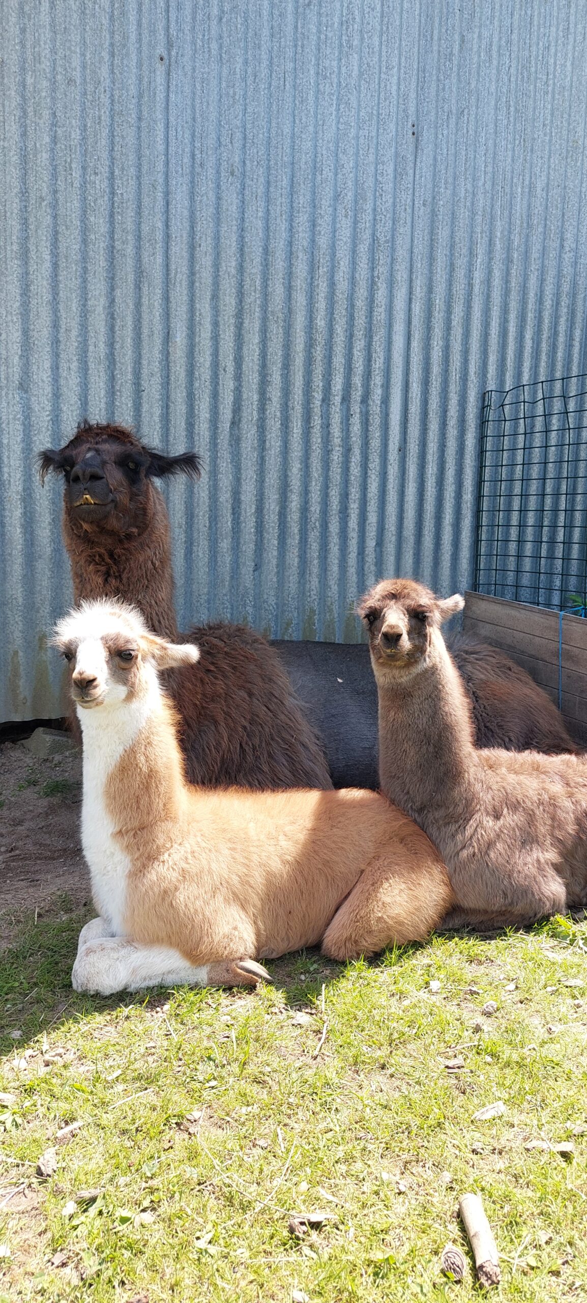 LAMAS MALES