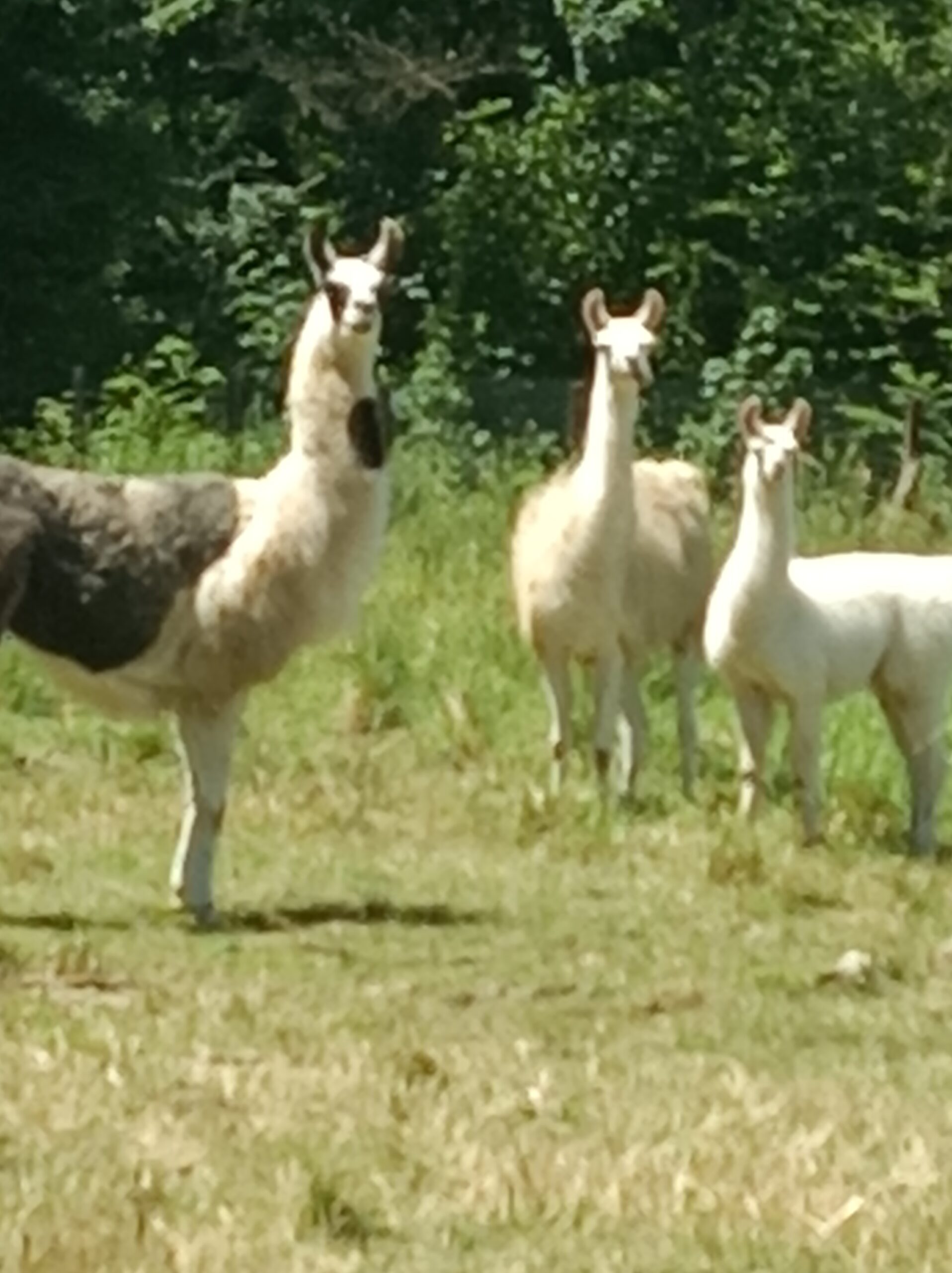 Lamas femelles en troupeau