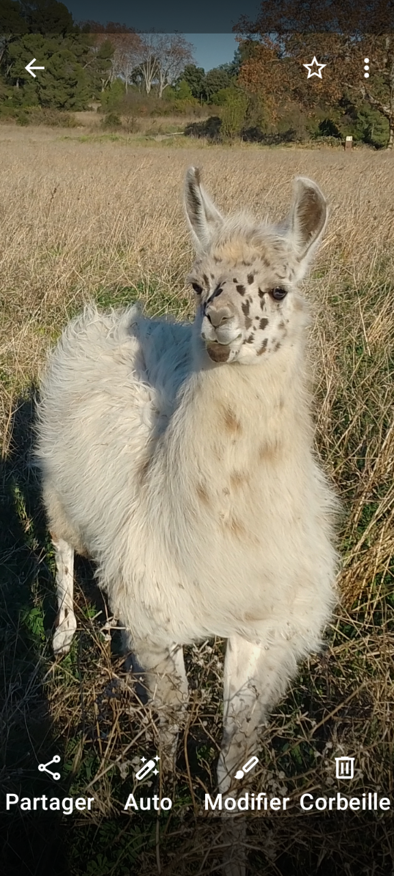 Jeune Mâle Appaloose